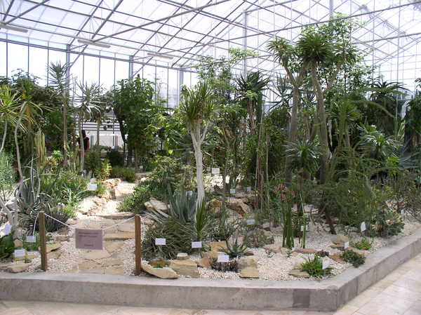 Vácrátóti Botanikus Kert - üvegházi növények