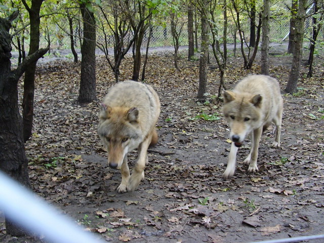 Veresegyházi Medvepark - Farkasok